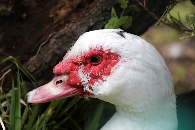 年的中国队 年的中国队